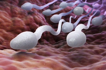 Ayurvedic medicine to increase sperm count naturally – Shilajit, Ashwagandha, and Safed Musli for male fertility.