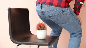 Alfalfa and Ayurvedic Herbs for Piles Relief
