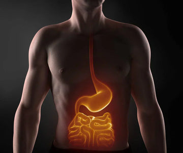 ayurvedic degestive benefits