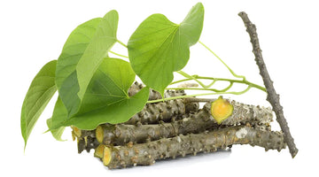 Giloy herb for fatty liver detox and Ayurvedic liver treatment