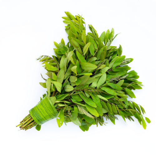 prakruti health care seena leaf for constipation