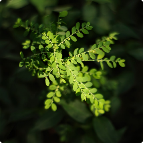 prakruti health care bhumyamalaki benefits