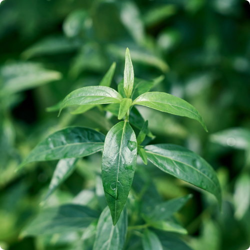 prakruti health care kalmegh benefits
