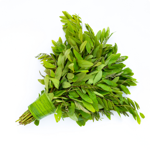 prakruti health care casia senna for digestive health